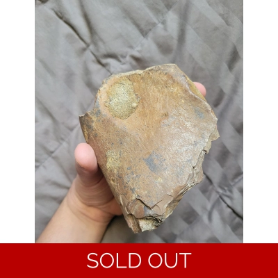 Rare Big Piece of Quality TYRANNOSAURUS REX Trex Fossil Dinosaur Leg Bone